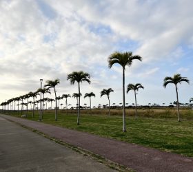 ヤシの木ロード