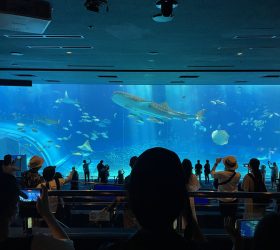 美ら海水族館